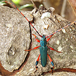 Litopus latipes